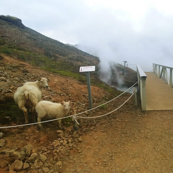 Icelandic sheep