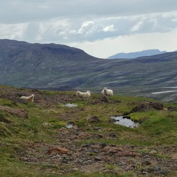 Icelandic sheep